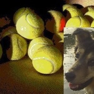 Dogballz