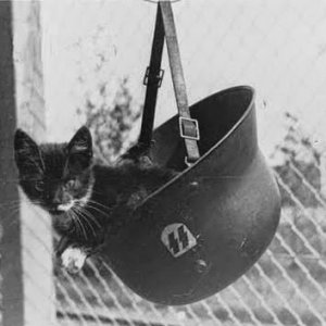 cat katze german nazi wehrmacht army waffen-ss animal pet kitten war1
