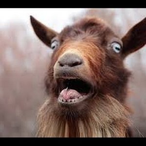 screaming-goat