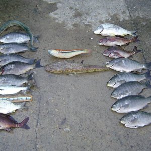 Speared Fishes