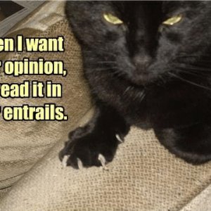 When I want your opinion...