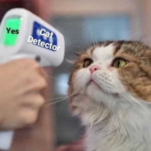 Cat Detector