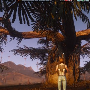 A New  ?  type of Harvestable Tree