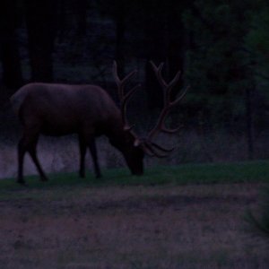 Bull elk accross from my driveway, some ppl. spend $1000's of dollars and travel across the country and around the world to see these amazing trophies