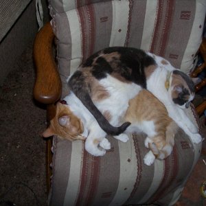Our cats Man (gold) & Annie (Calico)