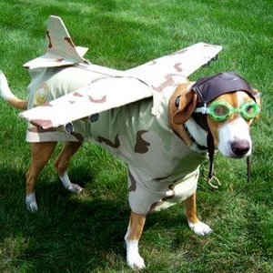 airplane dog