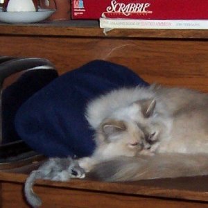 Choochie, (my Himalayen cat) Napping on shelf