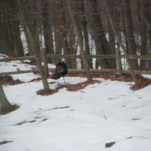 A turkey in my backyard!