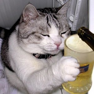 cat beer