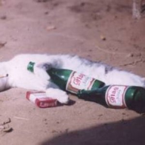 Kit%20the%20wonder%20cat