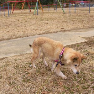 Joy at walk