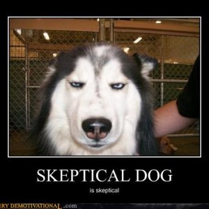 Motivator   Skeptical Dog