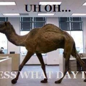 Hump Day