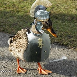 duckarmor