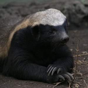 HoneyBadger