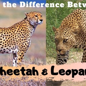 cheetah or leopard.jpg