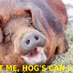 HOGs can laugh.jpg