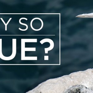 island-conservation-preventing-extinction-blue-footed-booby-feat.jpg