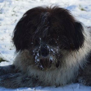 11032023 Bommel 002.JPG