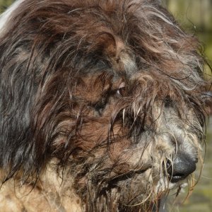 11032023 Bommel 003.JPG
