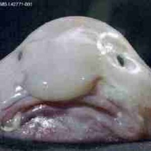 blobfish