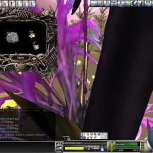 511 PED Allophyl Mature