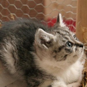kittens1
