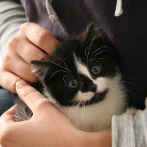 kittens2