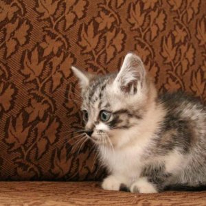 kittens3