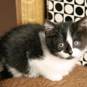 kittens4