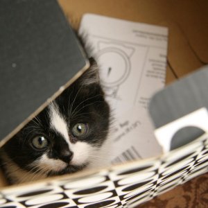 kittens5
