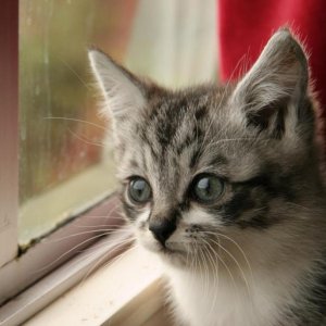 kittens6
