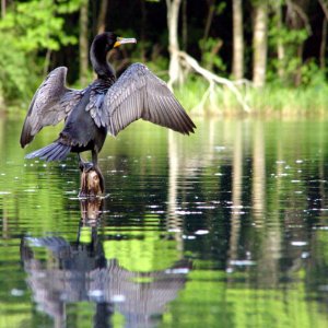 cormorant