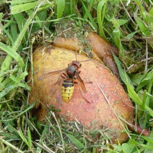 European Giant Hornet