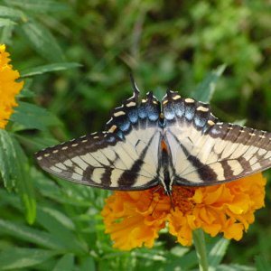 Yellow Swallowtail Butterfly