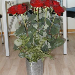 red roses