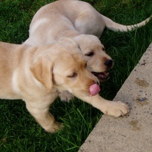 My Puppy Dogs