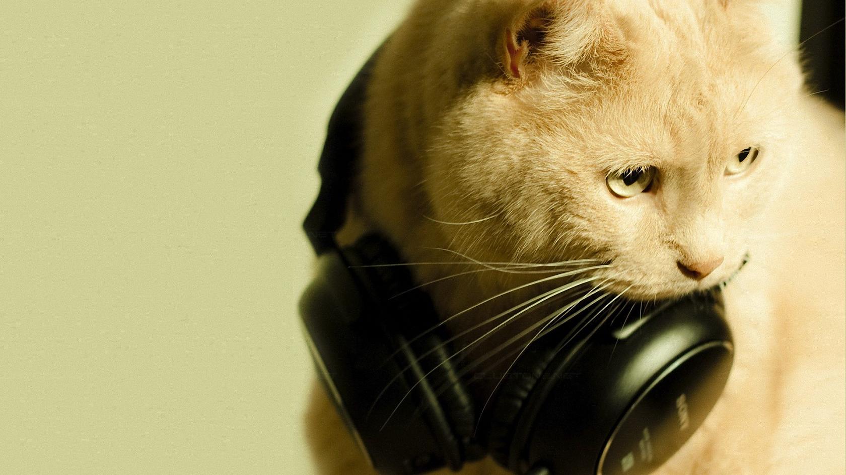55583 cat cat with headphones