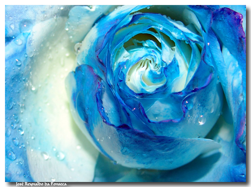 bluewhite rose