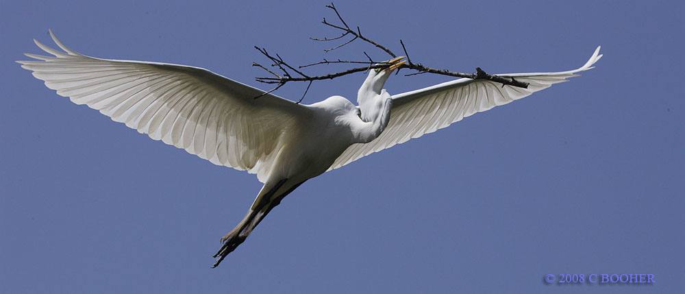 Egret In Flight - Nest Building