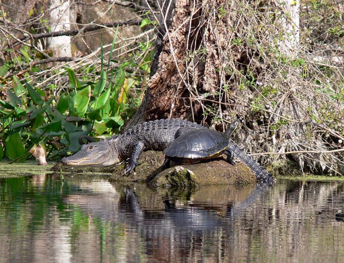 Gator and turtle