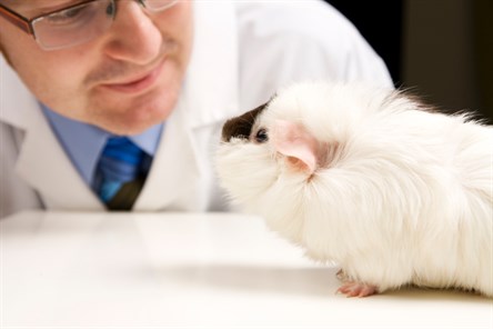 guinea pig and researcher 121253367 444x296