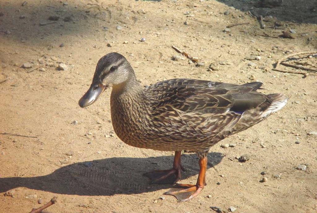 Occuquan Duck