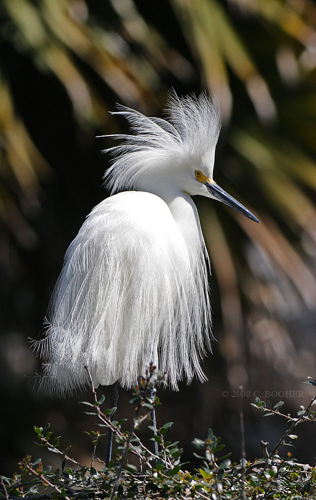 Snowy Egret - Breeding Plumage