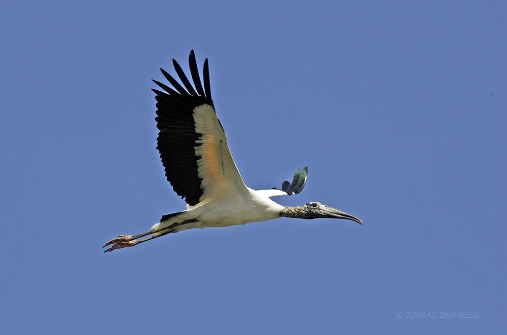 Wood Stork In Flight