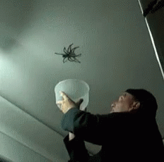 spiders-bugs.gif