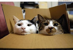 cat+in+a+box.bmp