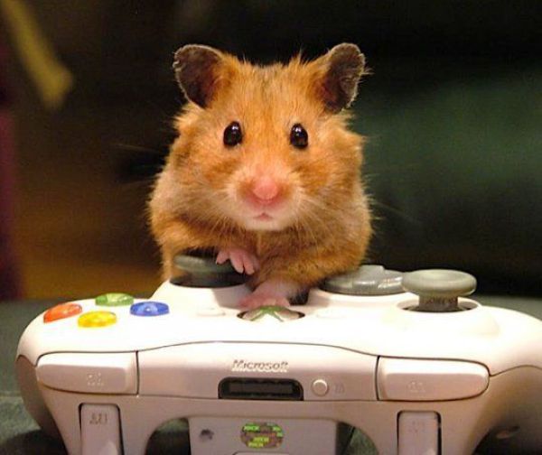 hamster-gamer.jpg