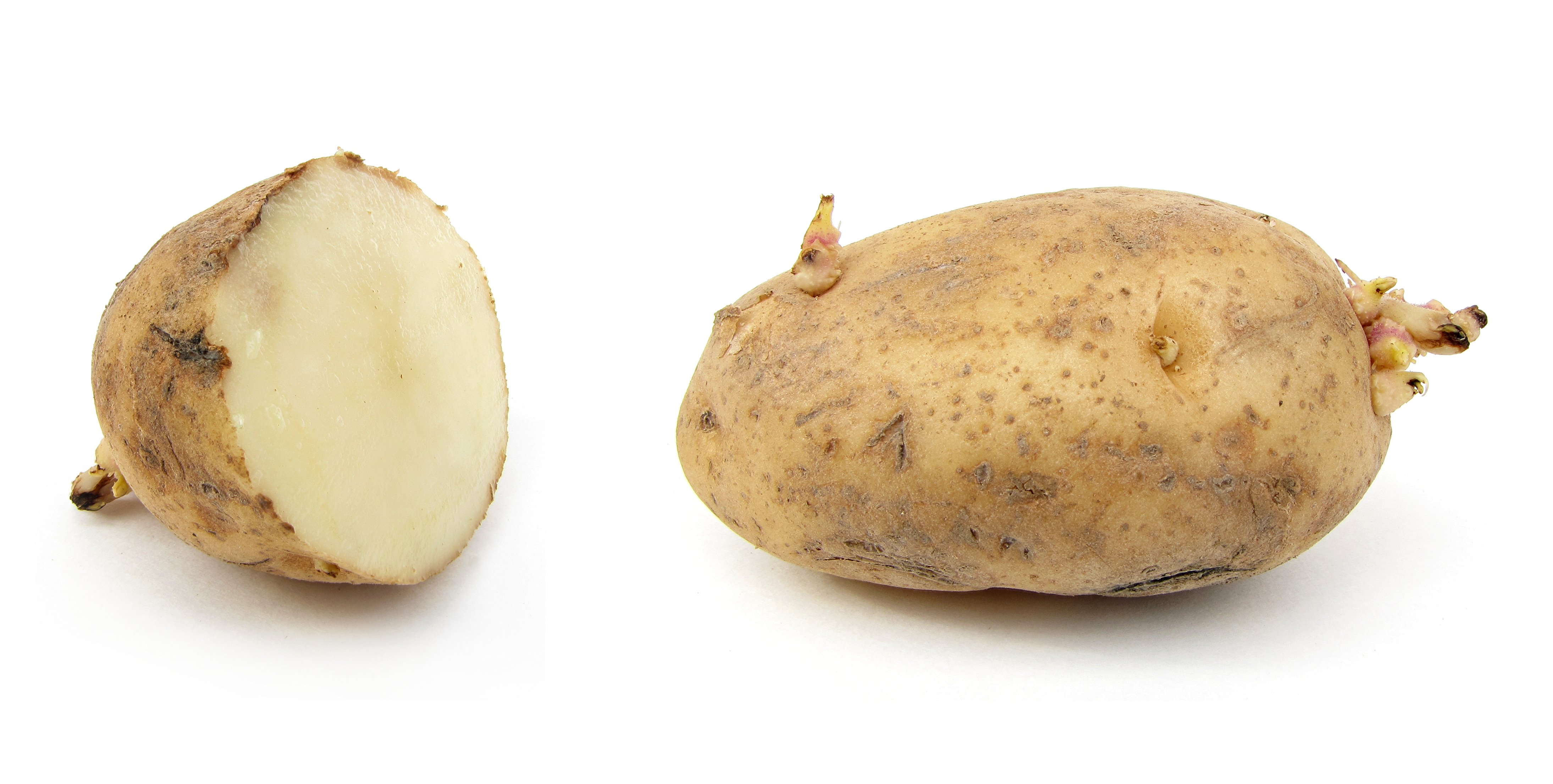 Russet_potato_cultivar_with_sprouts.jpg