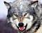 DoubleWolf's Avatar